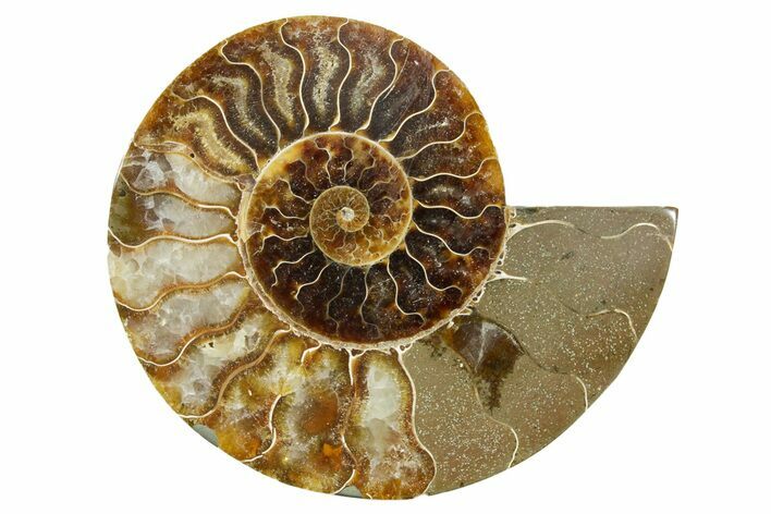 Cut & Polished Ammonite Fossil (Half) - Madagascar #364845